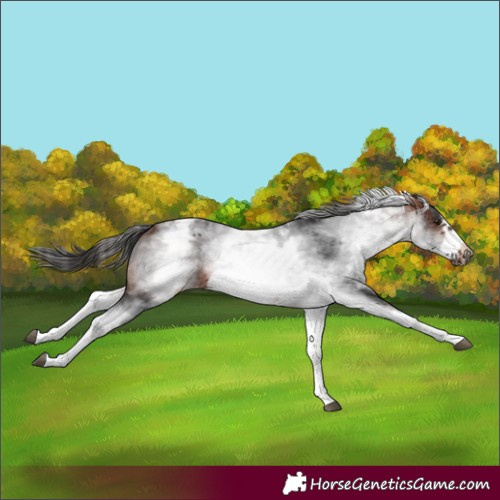 Horse Color:Unknown 