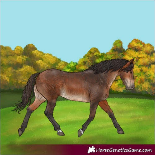 Horse Color:Bay  and Bay 
