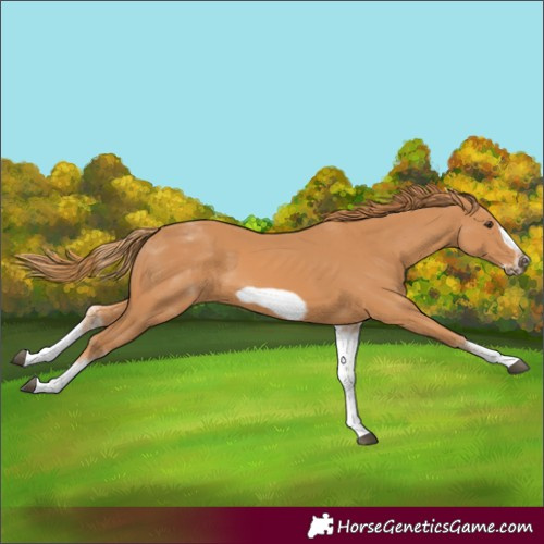 Horse Color:Unknown 