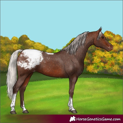 Horse Color:Silver Bay Tobiano Appaloosa