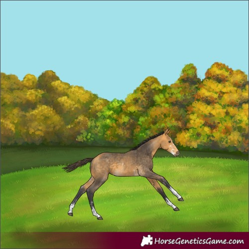Horse Color:Unknown 