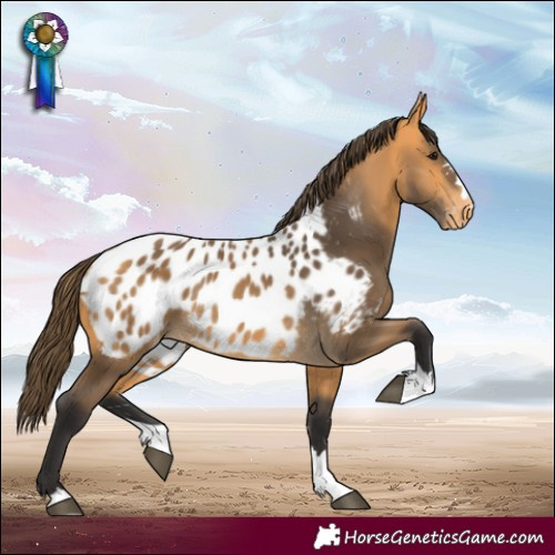 Horse Color:Buckskin Appaloosa 