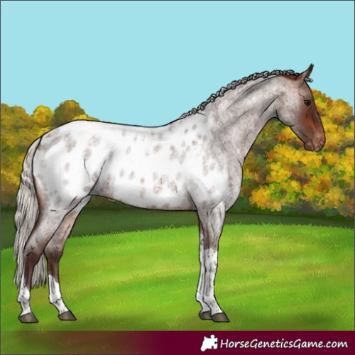 Horse Color:Silver Brown Roan Tobiano Appaloosa 