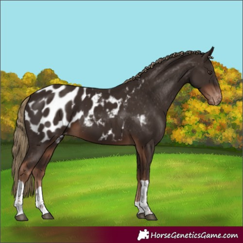 Horse Color:Liver Chestnut Tobiano Blanket
