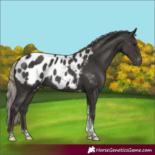 Horse Color:Gray Silver Black Tobiano Appaloosa Rabicano