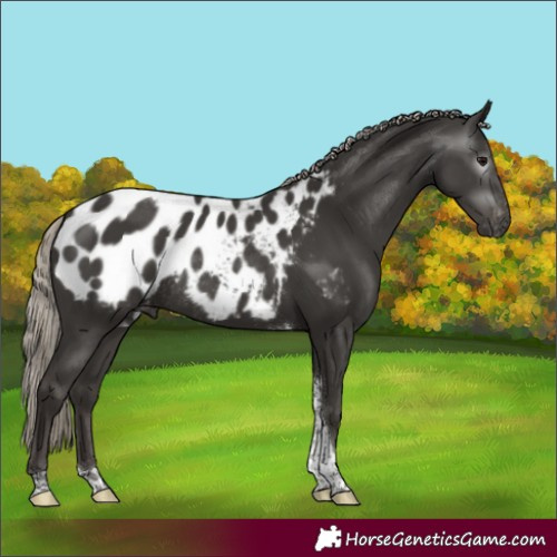 Horse Color:Gray Silver Black Tobiano Blanket Rabicano