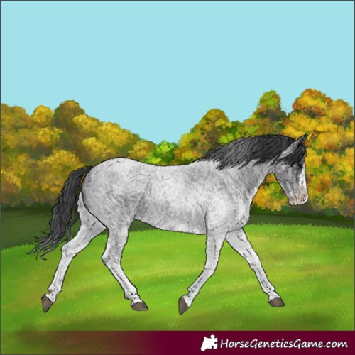 Horse Color:White Spotted Blue Roan Rabicano and White Spotted Blue Roan Splash Rabicano