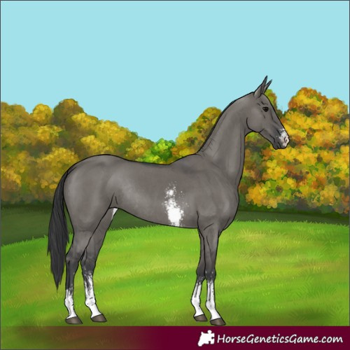 Horse Color:Grullo Sabino Rabicano 