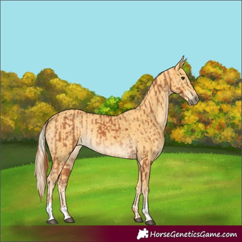 Horse Color:Chestnut and Palomino