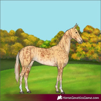 Horse Color:Chestnut and Palomino