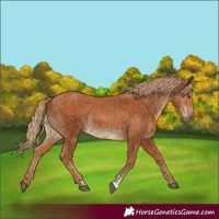 Horse Color:Chestnut  and Chestnut Rabicano 