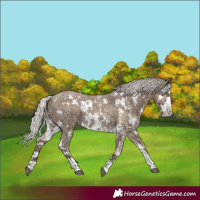 Horse Color:White Spotted Silver Grullo Sabino Rabicano 