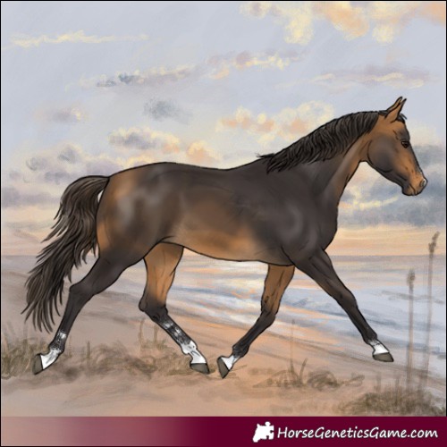 Horse Color:Buckskin 