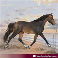 Horse Color:Buckskin 