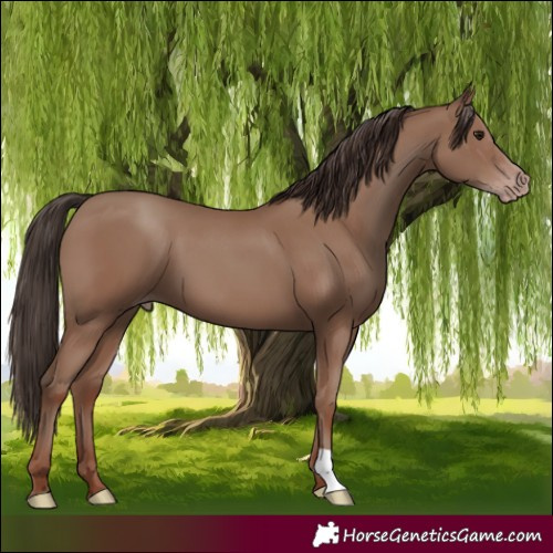 Horse Color:Classic Champagne