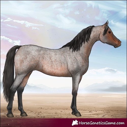 Horse Color:Brown Roan 