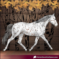 Horse Color:Bay Leopard 