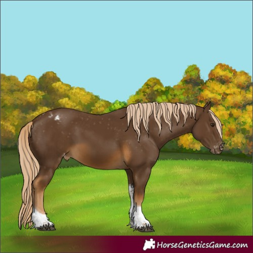 Horse Color:Chocolate Palomino Tobiano Blanket