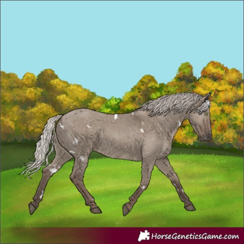 Horse Color:White Spotted Silver Grullo Rabicano