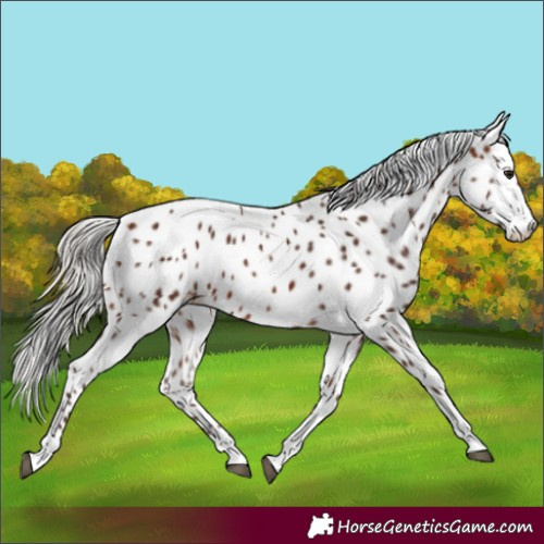 Horse Color:Silver Brown Tobiano Leopard