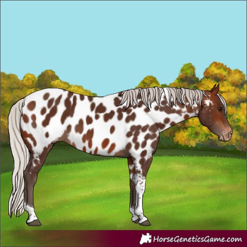 Horse Color:Silver Bay Tobiano Near Leopard