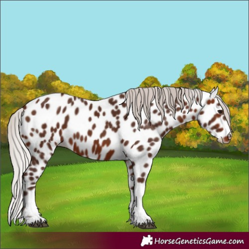 Horse Color:Silver Bay Tobiano Appaloosa