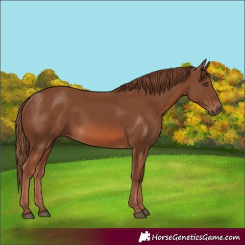 Horse Color:Unknown 