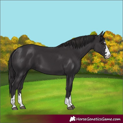 Horse Color:Smoky Black 