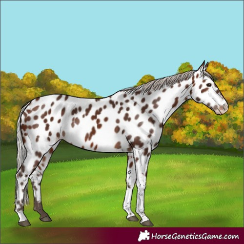Horse Color:Silver Bay Tobiano Near Leopard 