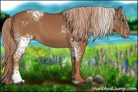 Horse Color:White Spotted Chestnut 
