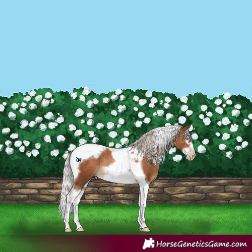 Horse Color:Gray Silver Classic Champagne Splash Tobiano Frame Appaloosa