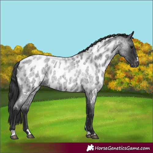Horse Color:Blue Roan Near Leopard