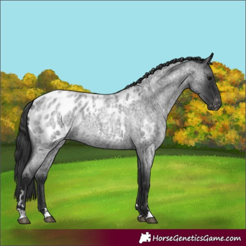 Horse Color:Blue Roan Near Leopard