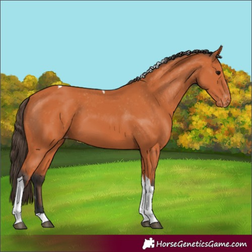 Horse Color:Bay Tobiano Varnish