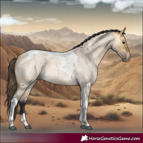 Horse Color:Buckskin Roan Dun Tobiano 