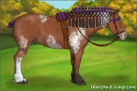 Horse Color:White Spotted Bay 