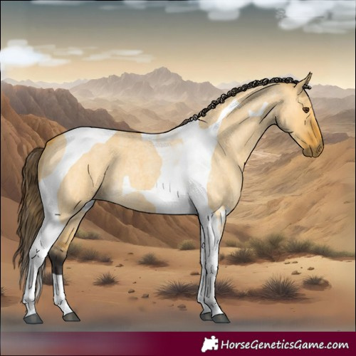 Horse Color:Buckskin Roan Dun Tobiano 