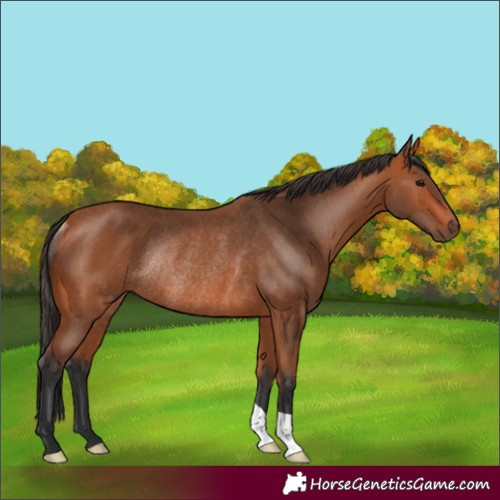 Horse Color:Bay Rabicano 