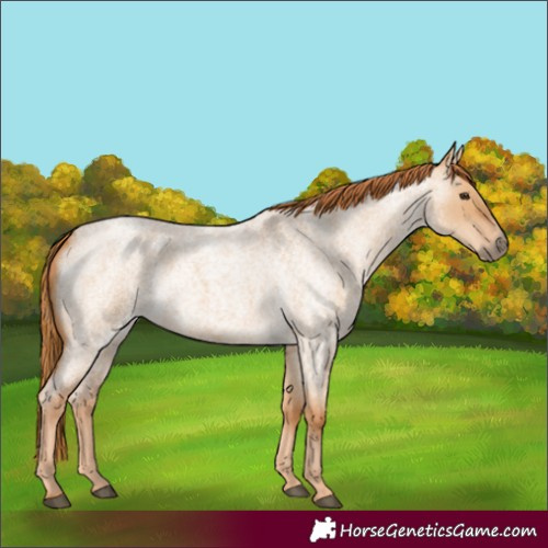 Horse Color:Red Dun Roan 