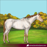 Horse Color:Red Dun Roan