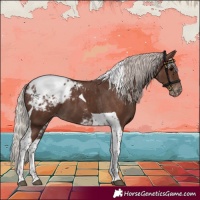 Horse Color:Silver Black Tobiano Appaloosa