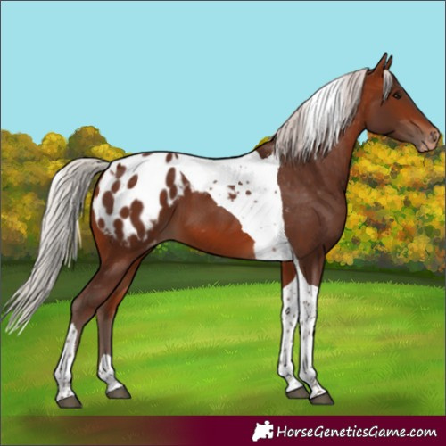 Horse Color:Silver Bay Tobiano Appaloosa