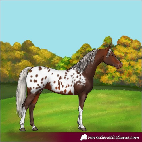 Horse Color:Silver Brown Tobiano Blanket 