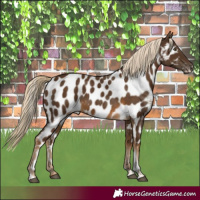 Horse Color:Pseudo Chocolate Palomino Tobiano Near Leopard 