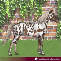 Horse Color:Pseudo Chocolate Palomino Tobiano Appaloosa 