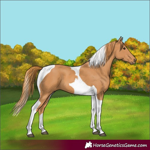 Horse Color:Chestnut Tobiano