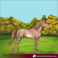Horse Color:Gold Champagne Frame Rabicano 