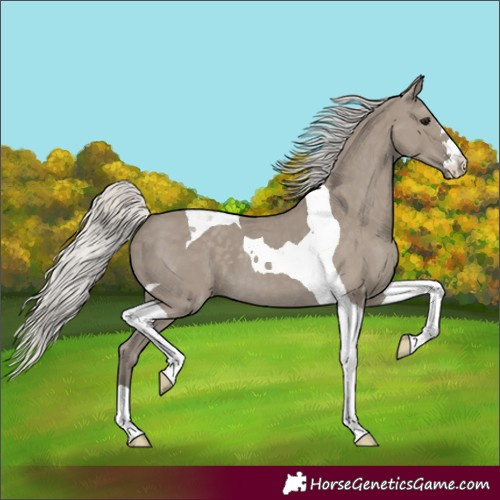 Horse Color:Silver Smoky Grullo Tobiano