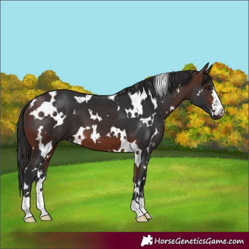 Horse Color:White Spotted Brown
