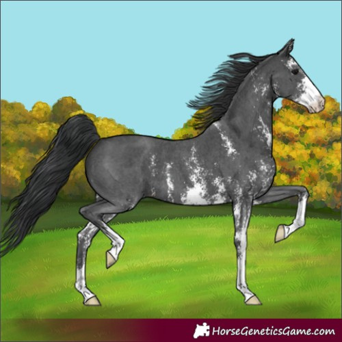 Horse Color:Black Sabino 